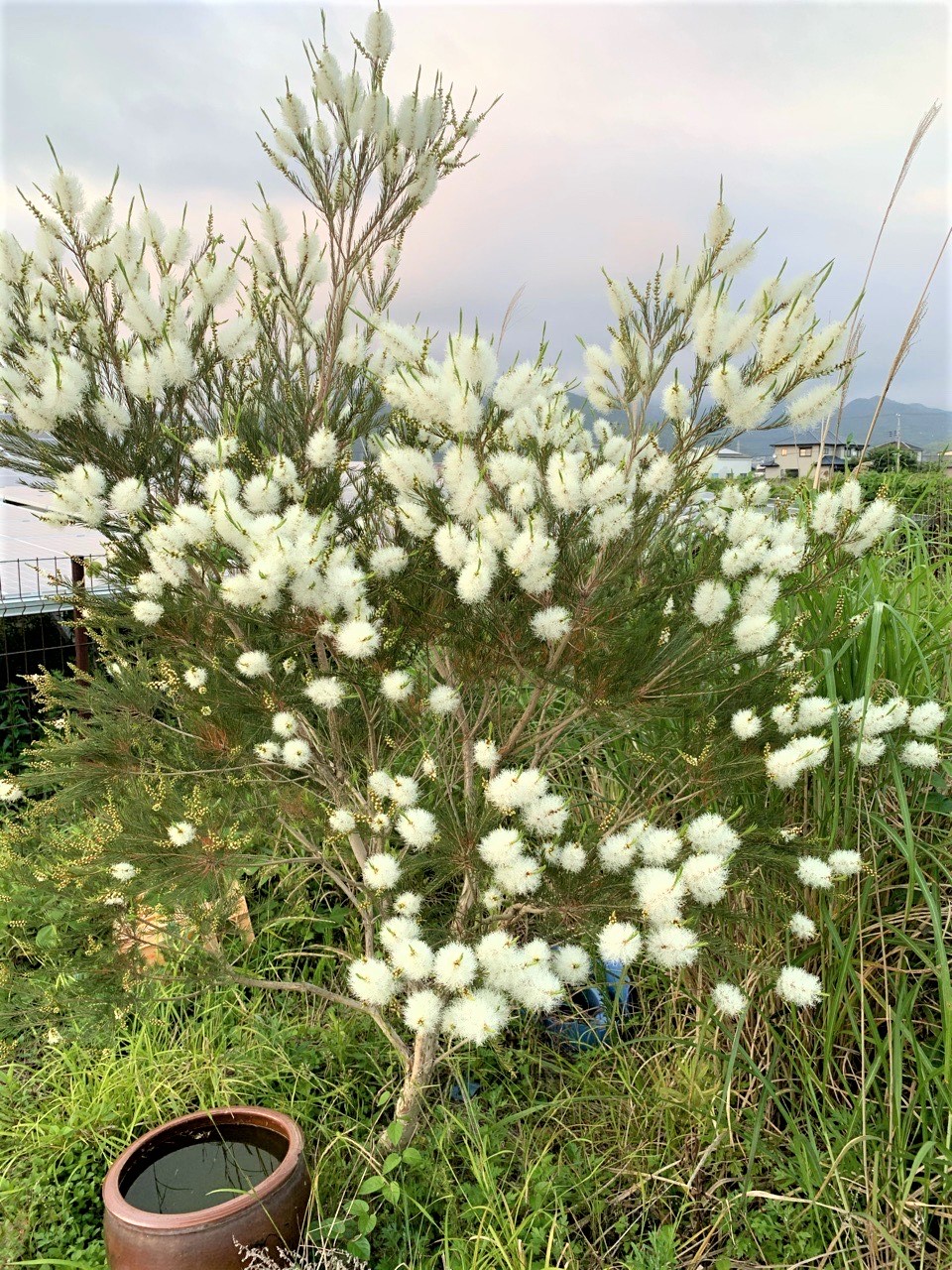 たくさんのティーツリーの花